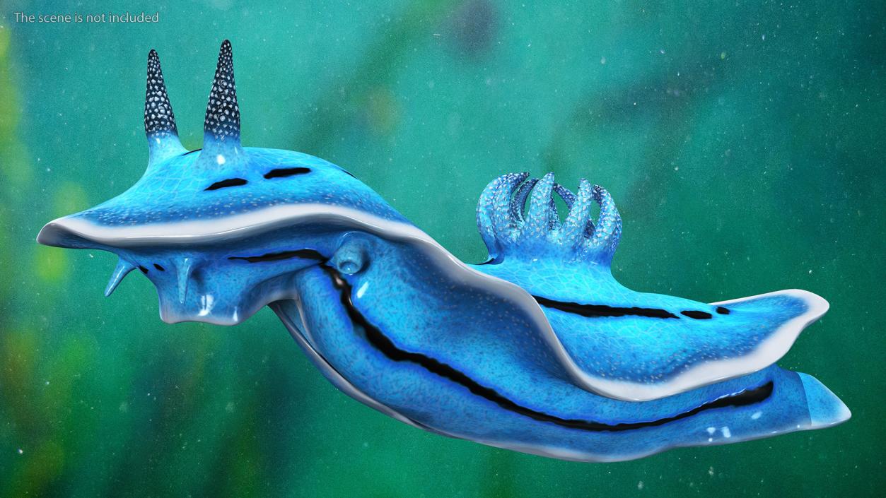 3D model Blue Sea Slug Rigged