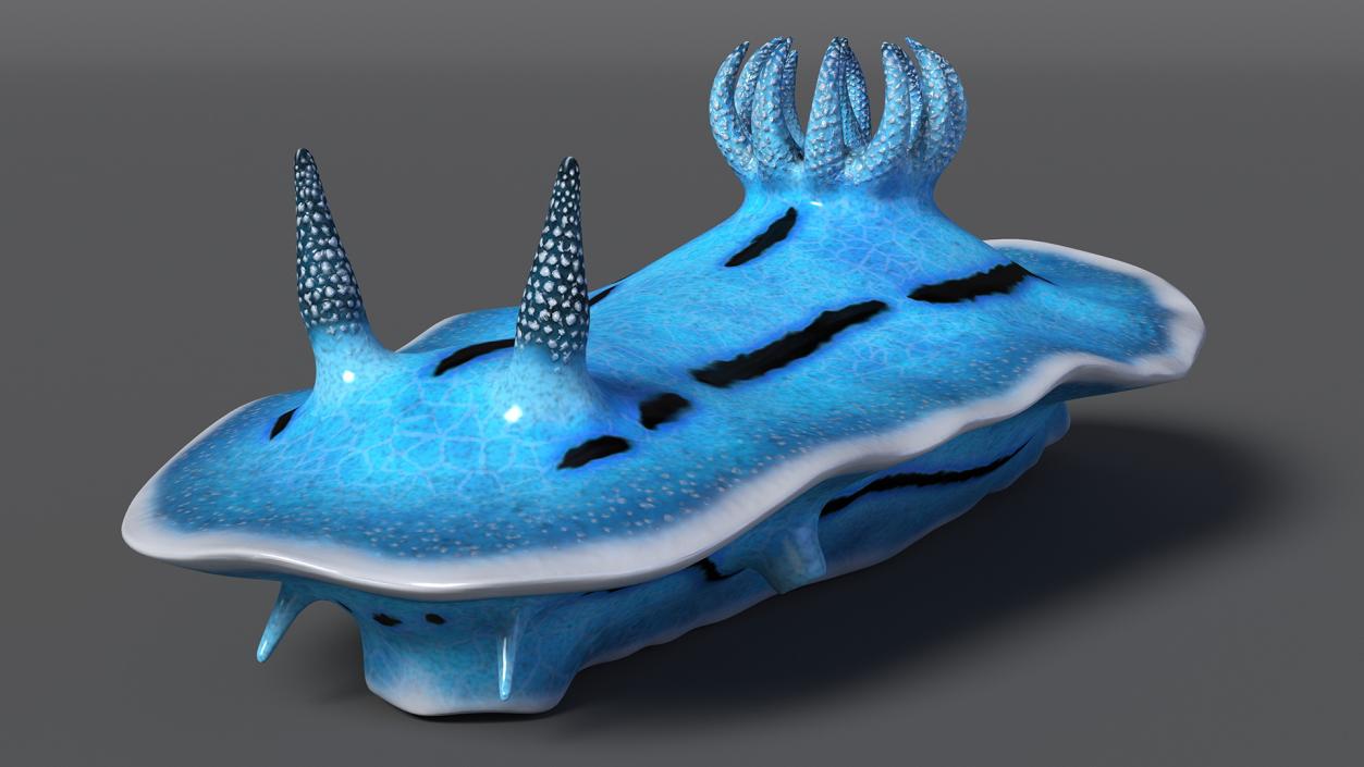 3D model Blue Sea Slug Rigged