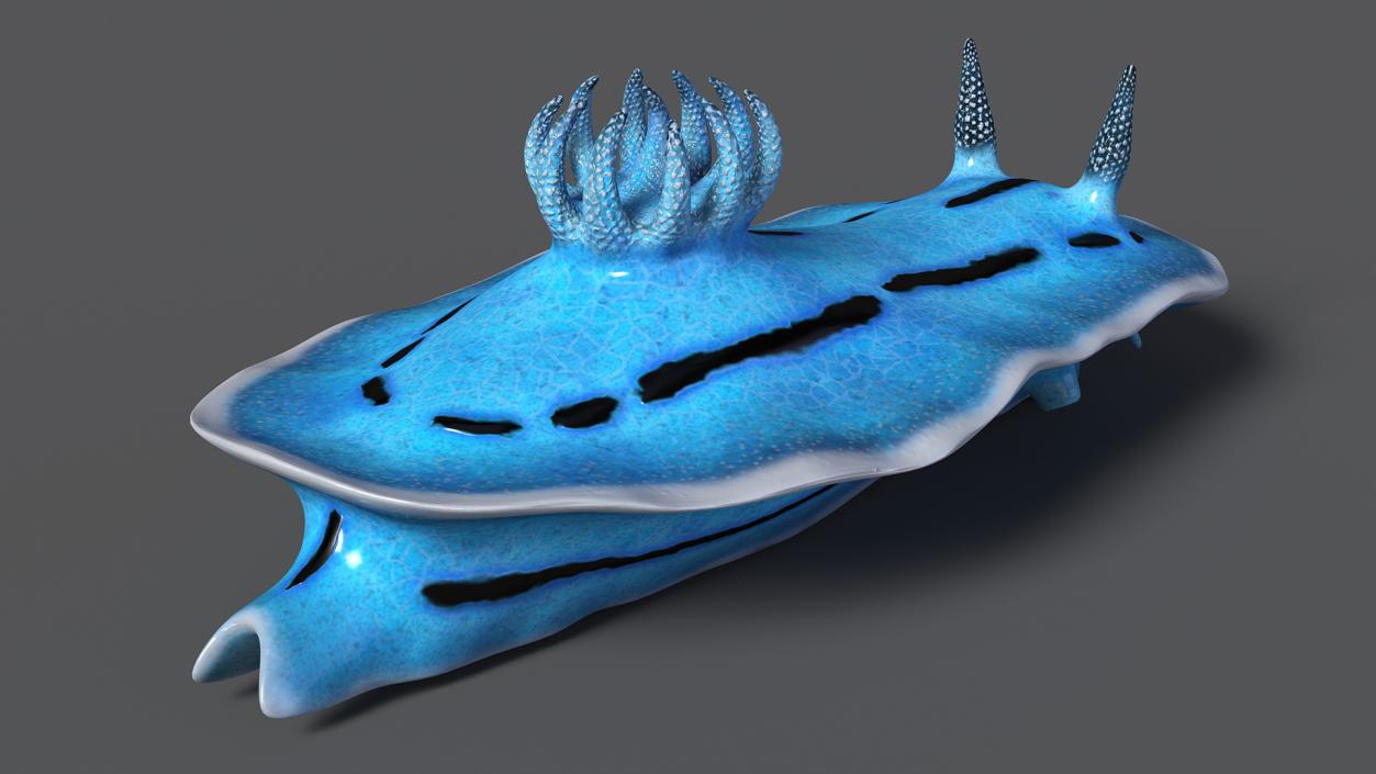 3D model Blue Sea Slug Rigged