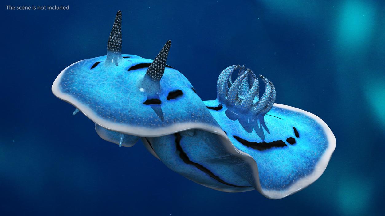 3D model Blue Sea Slug Rigged