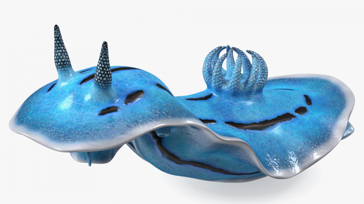 3D model Blue Sea Slug Rigged