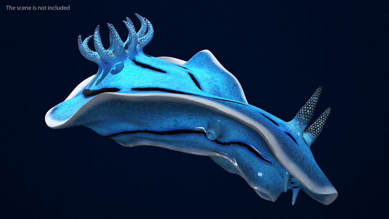 3D model Blue Sea Slug Rigged