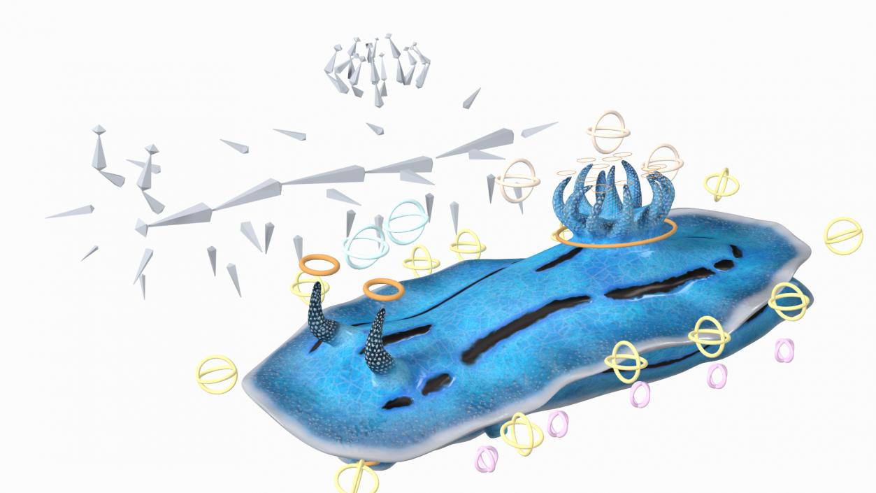 3D model Blue Sea Slug Rigged