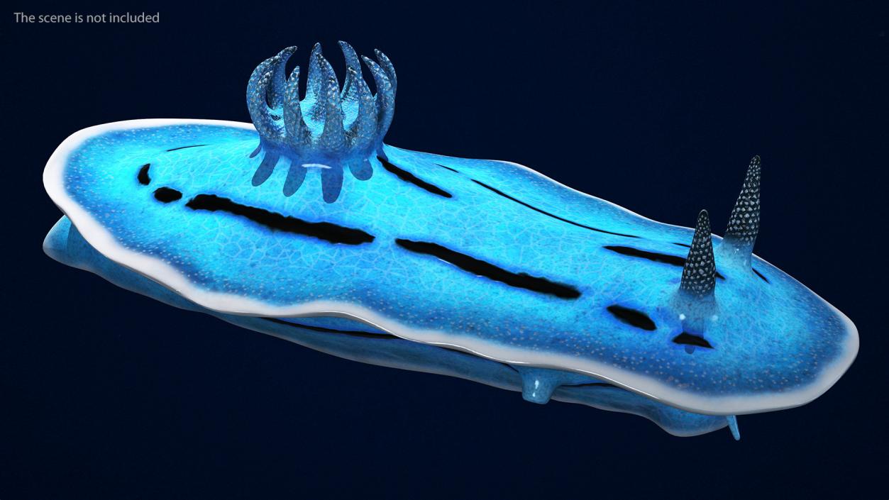 3D model Blue Sea Slug Rigged