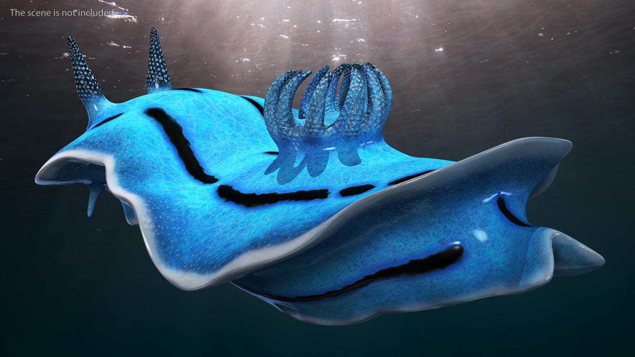 3D model Blue Sea Slug Rigged