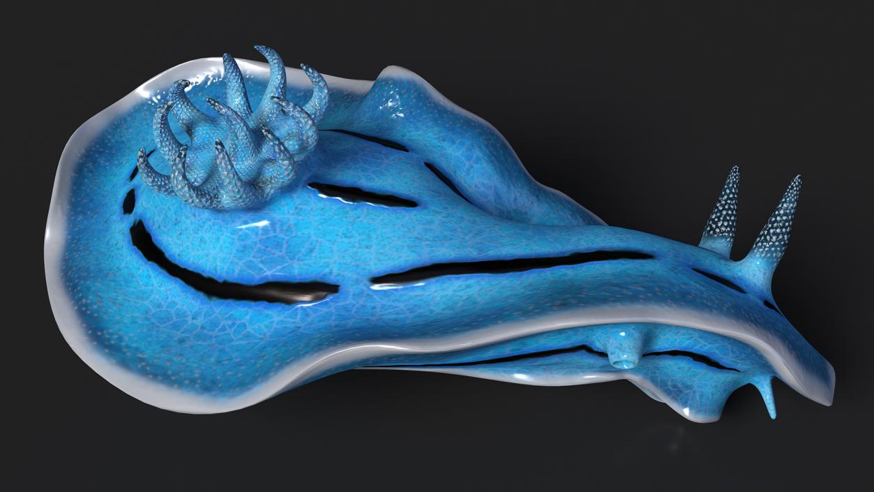 3D model Blue Sea Slug Rigged