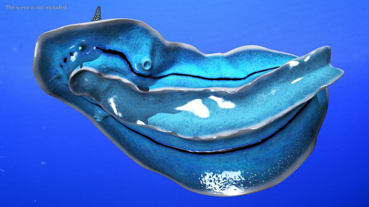 3D model Blue Sea Slug Rigged