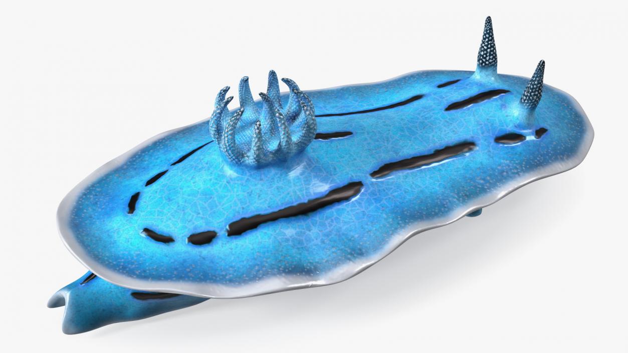 3D model Blue Sea Slug Rigged