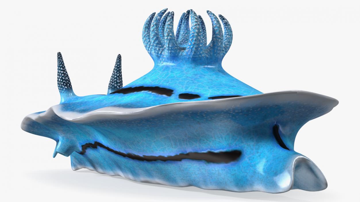 3D model Blue Sea Slug Rigged