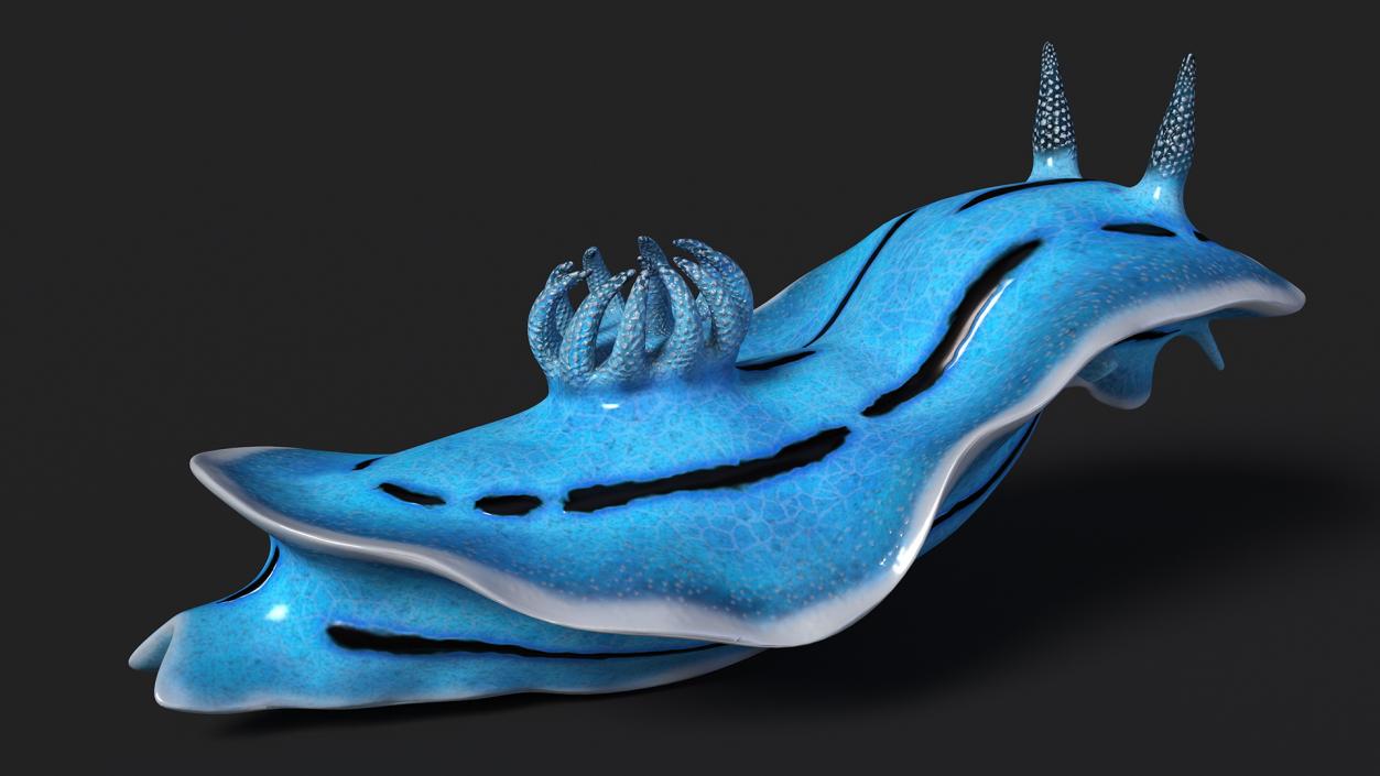 3D model Blue Sea Slug Rigged