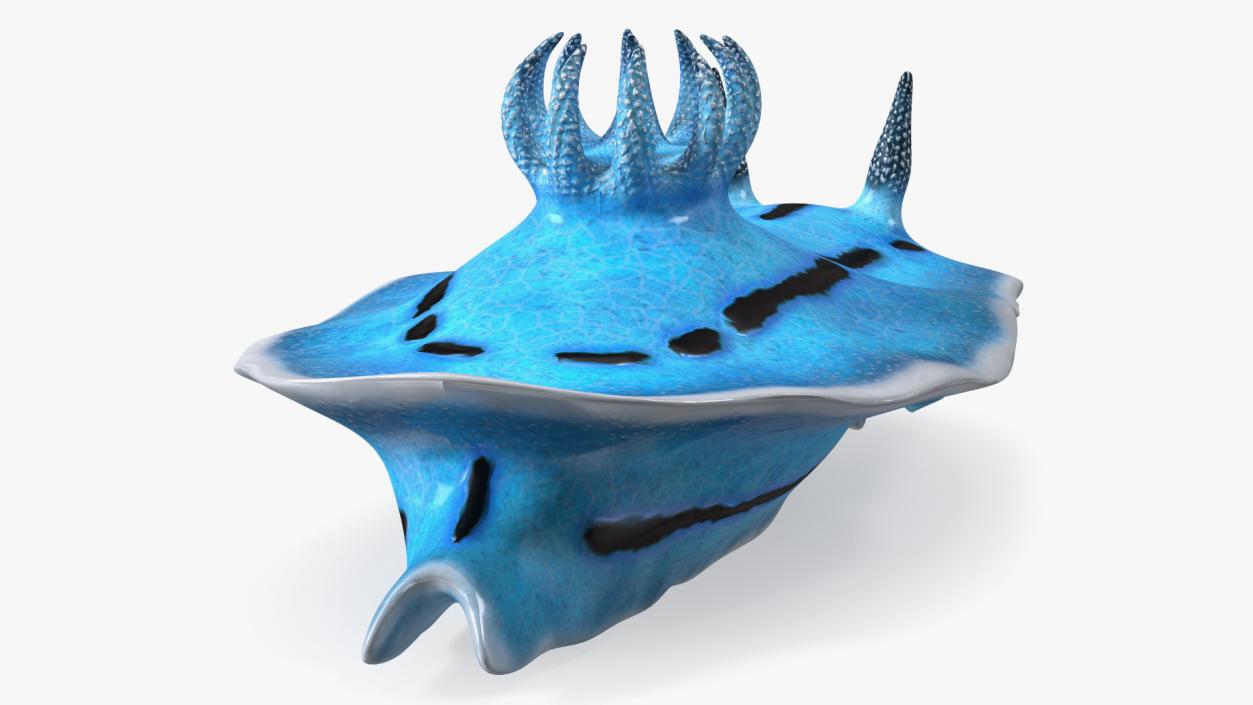 3D model Blue Sea Slug Rigged