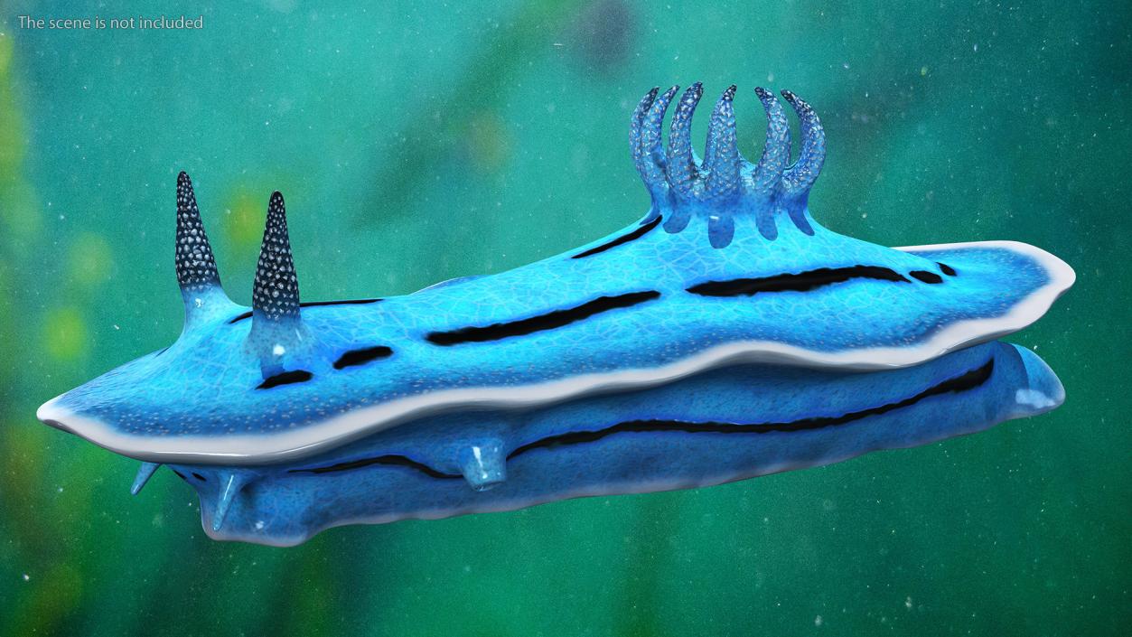 3D model Blue Sea Slug Rigged