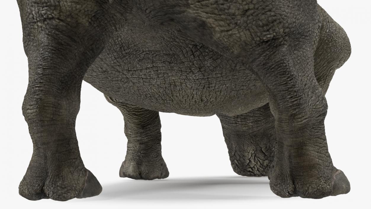 Rigged Rhinos Collection 3D model