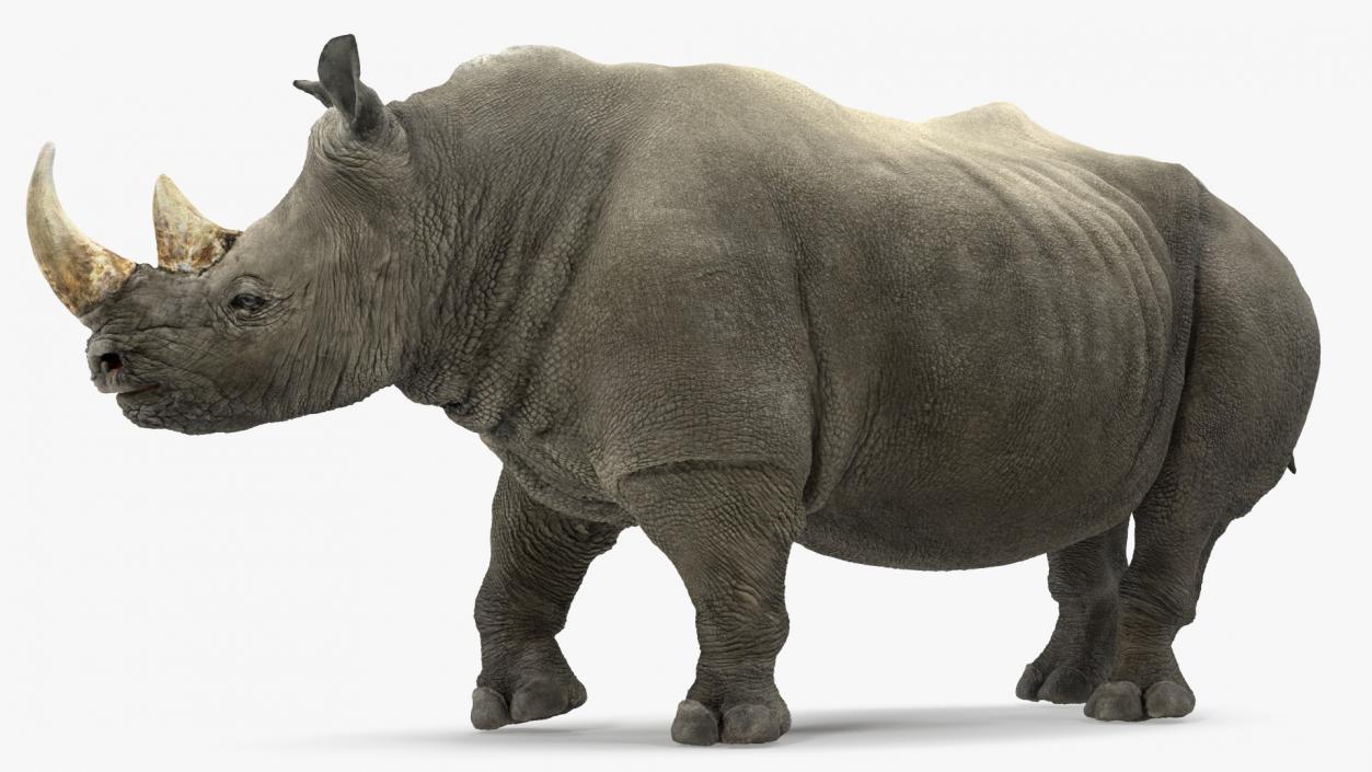 Rigged Rhinos Collection 3D model