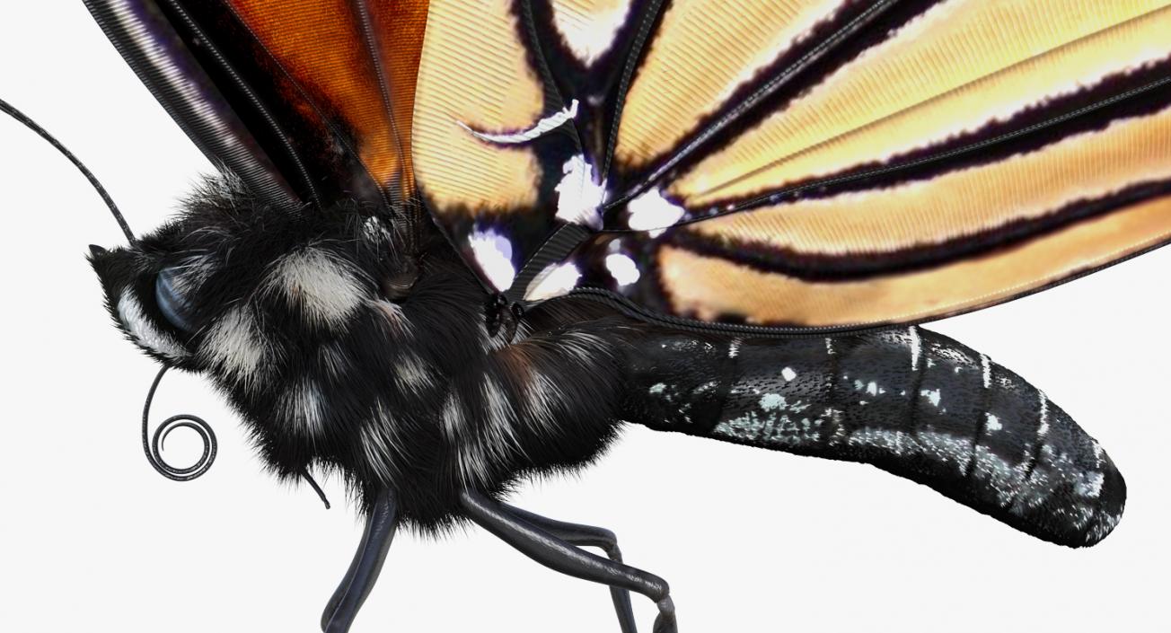 3D Monarch Butterfly Flying Pose with Fur model