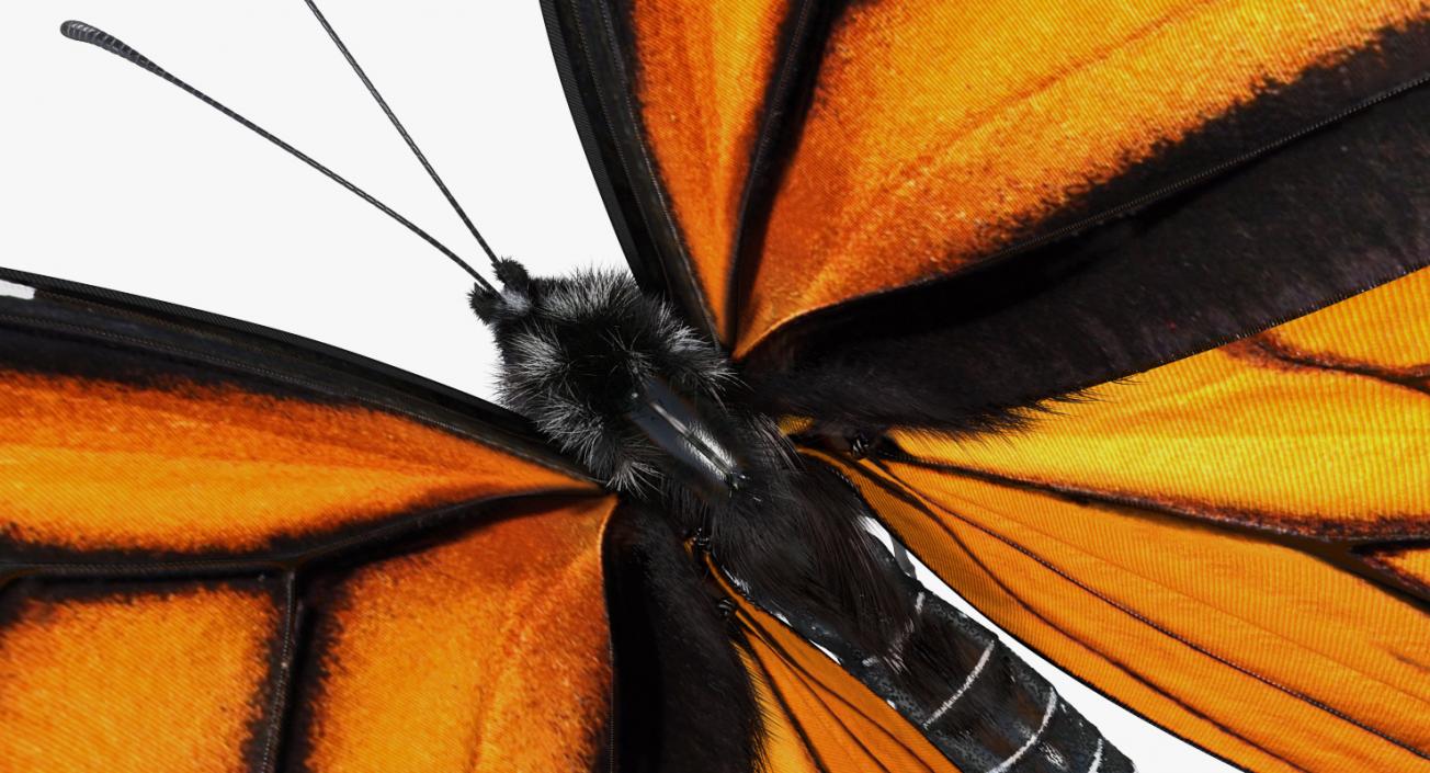 3D Monarch Butterfly Flying Pose with Fur model