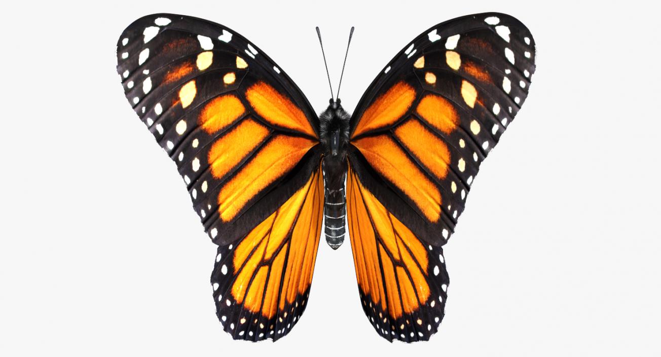 3D Monarch Butterfly Flying Pose with Fur model