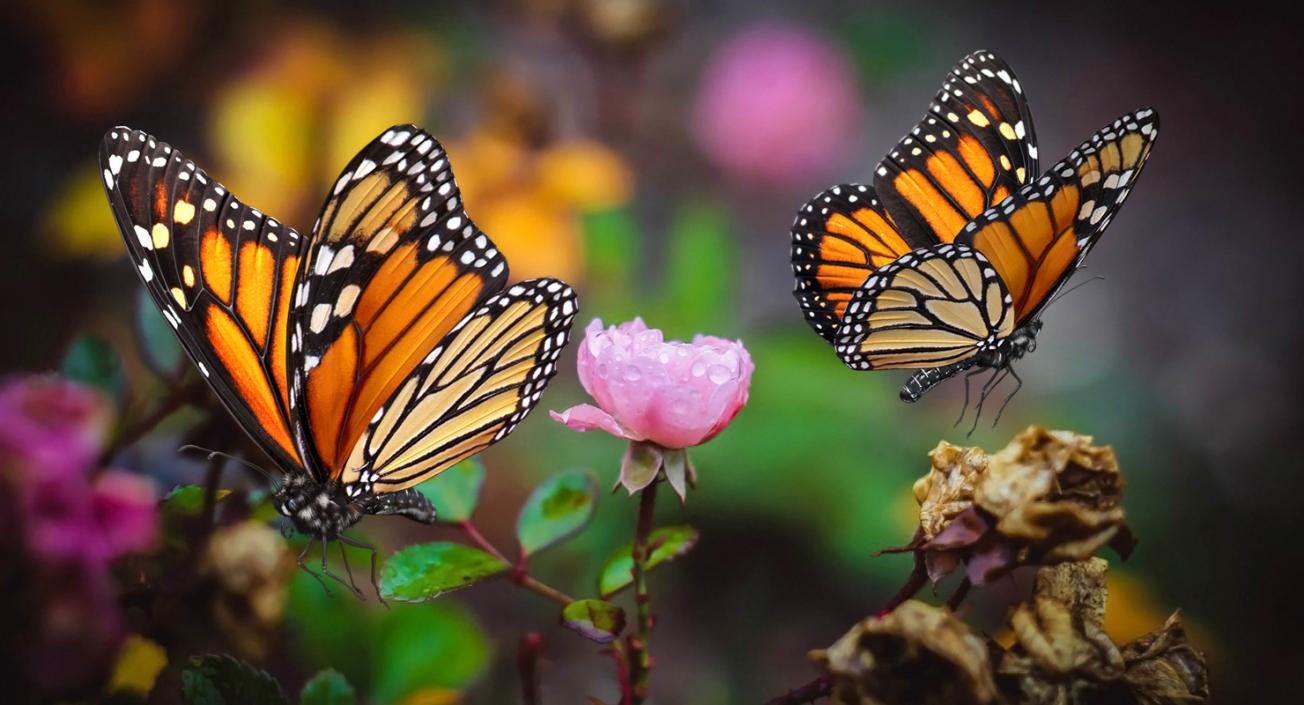 3D Monarch Butterfly Flying Pose with Fur model