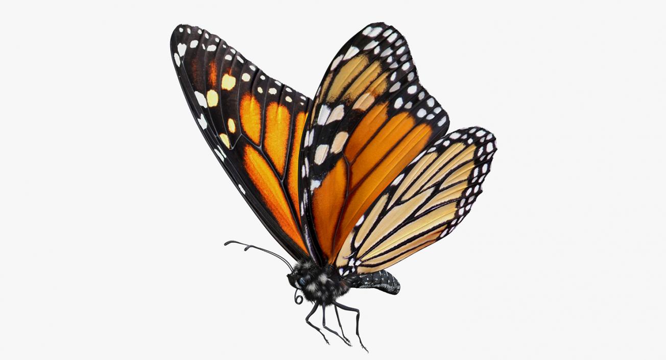 3D Monarch Butterfly Flying Pose with Fur model