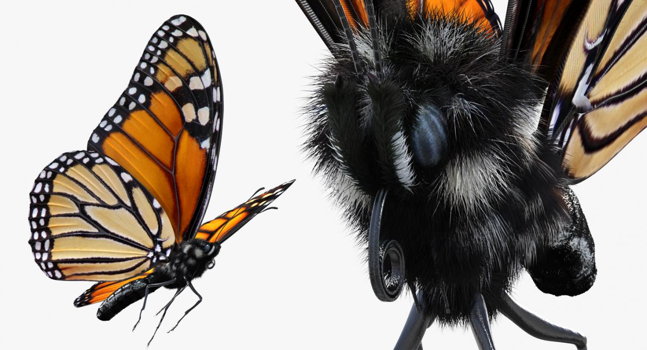 3D Monarch Butterfly Flying Pose with Fur model