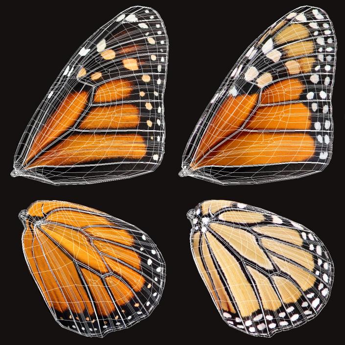 3D Monarch Butterfly Flying Pose with Fur model