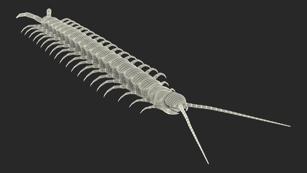 Giant Desert Centipede Rigged 3D model