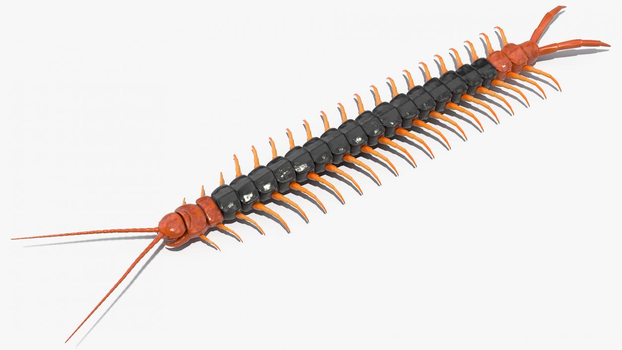 Giant Desert Centipede Rigged 3D model