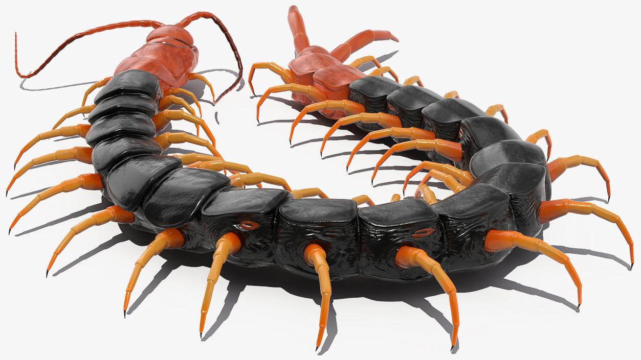 Giant Desert Centipede Rigged 3D model