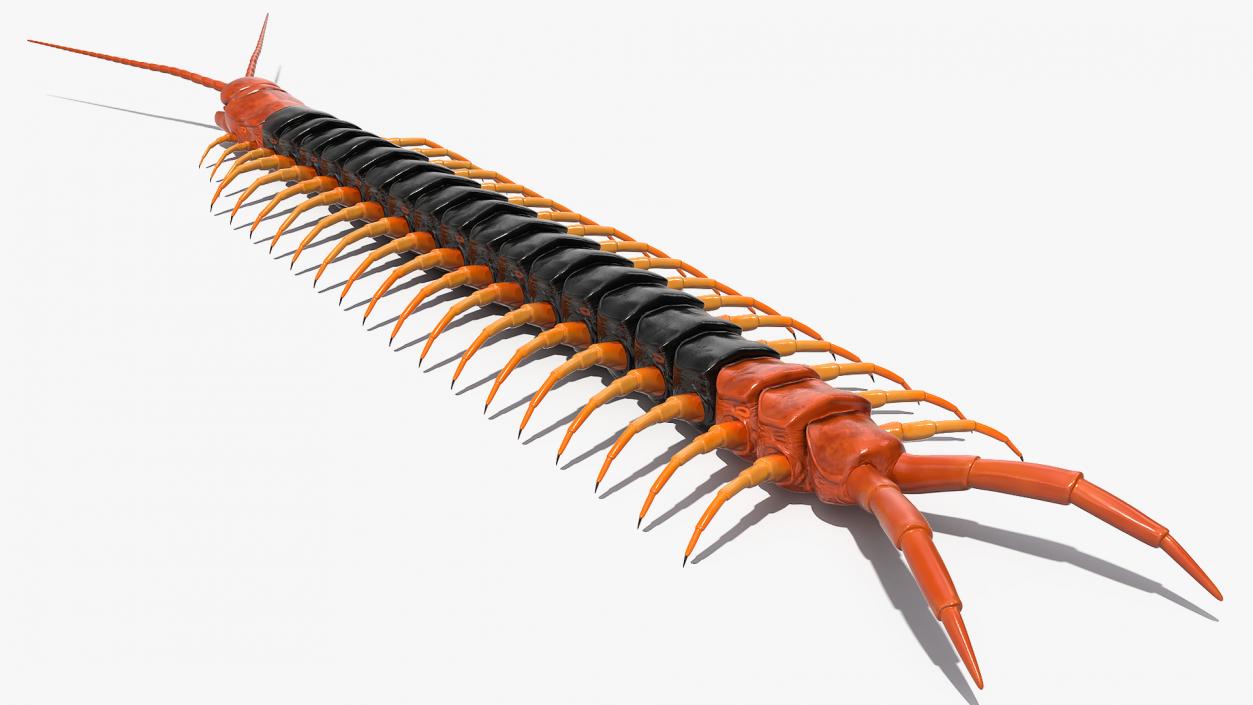 Giant Desert Centipede Rigged 3D model