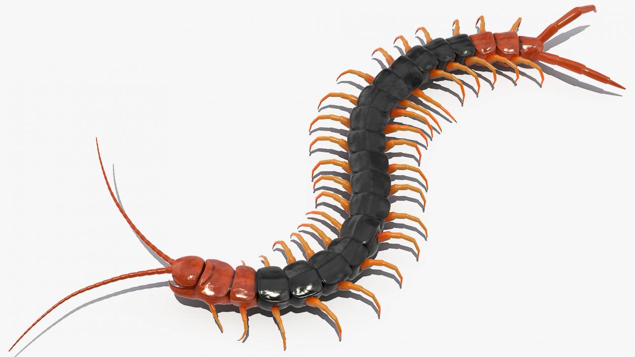 Giant Desert Centipede Rigged 3D model