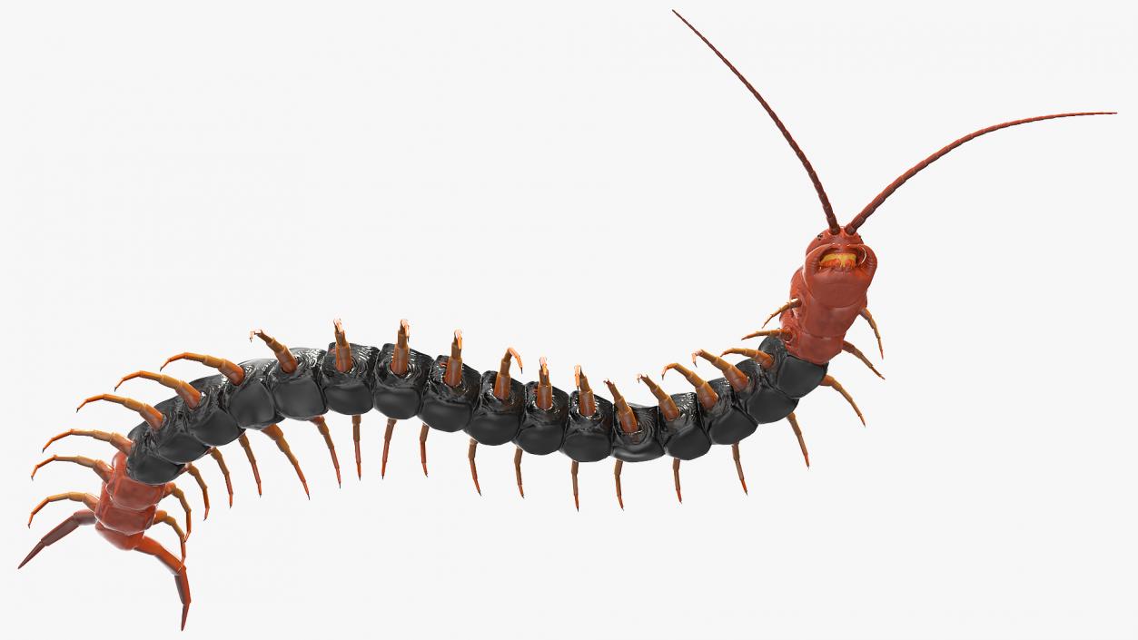 Giant Desert Centipede Rigged 3D model