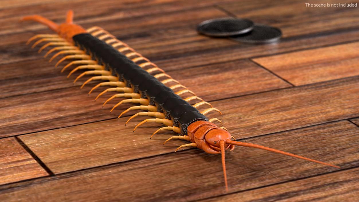 Giant Desert Centipede Rigged 3D model