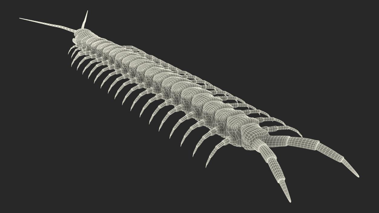 Giant Desert Centipede Rigged 3D model