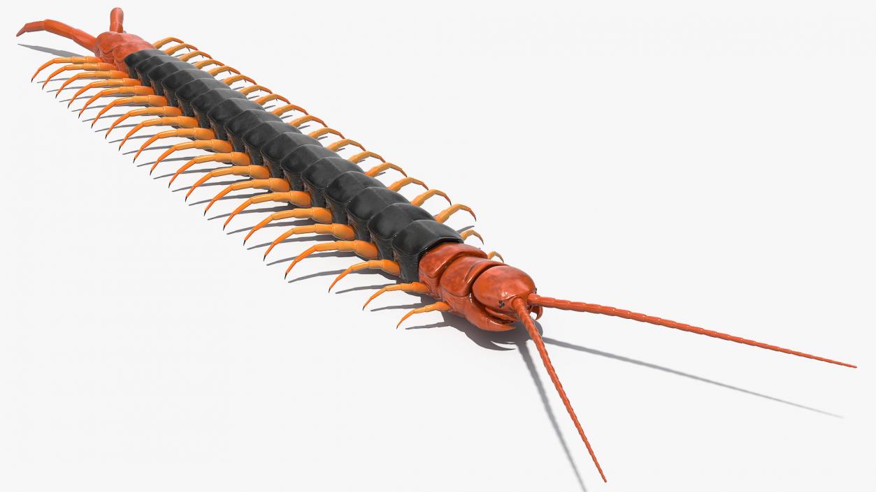 Giant Desert Centipede Rigged 3D model