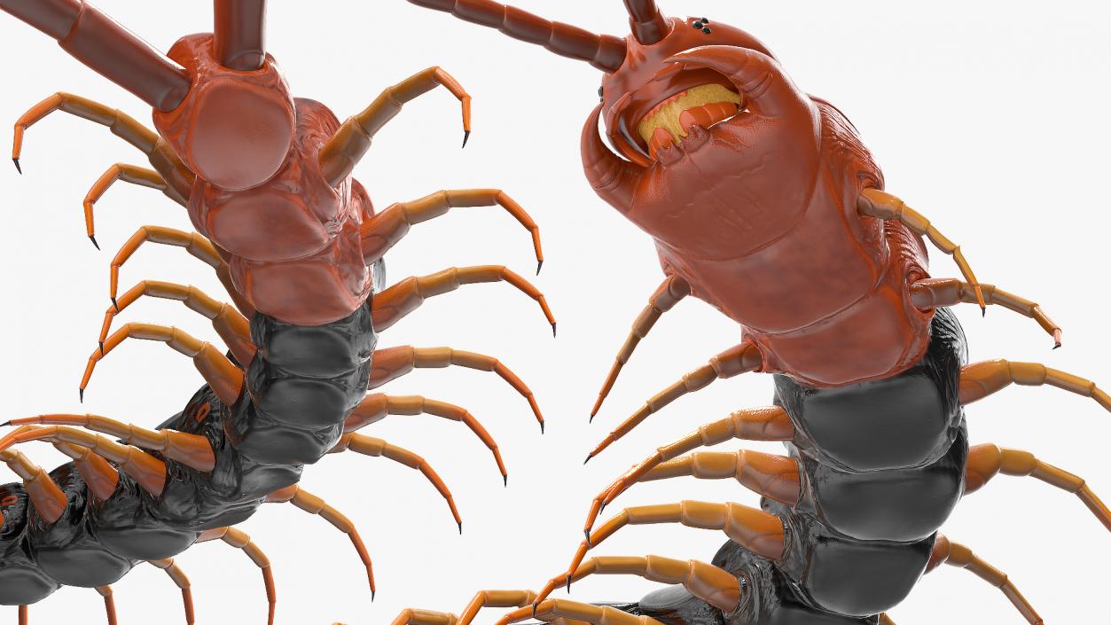 Giant Desert Centipede Rigged 3D model