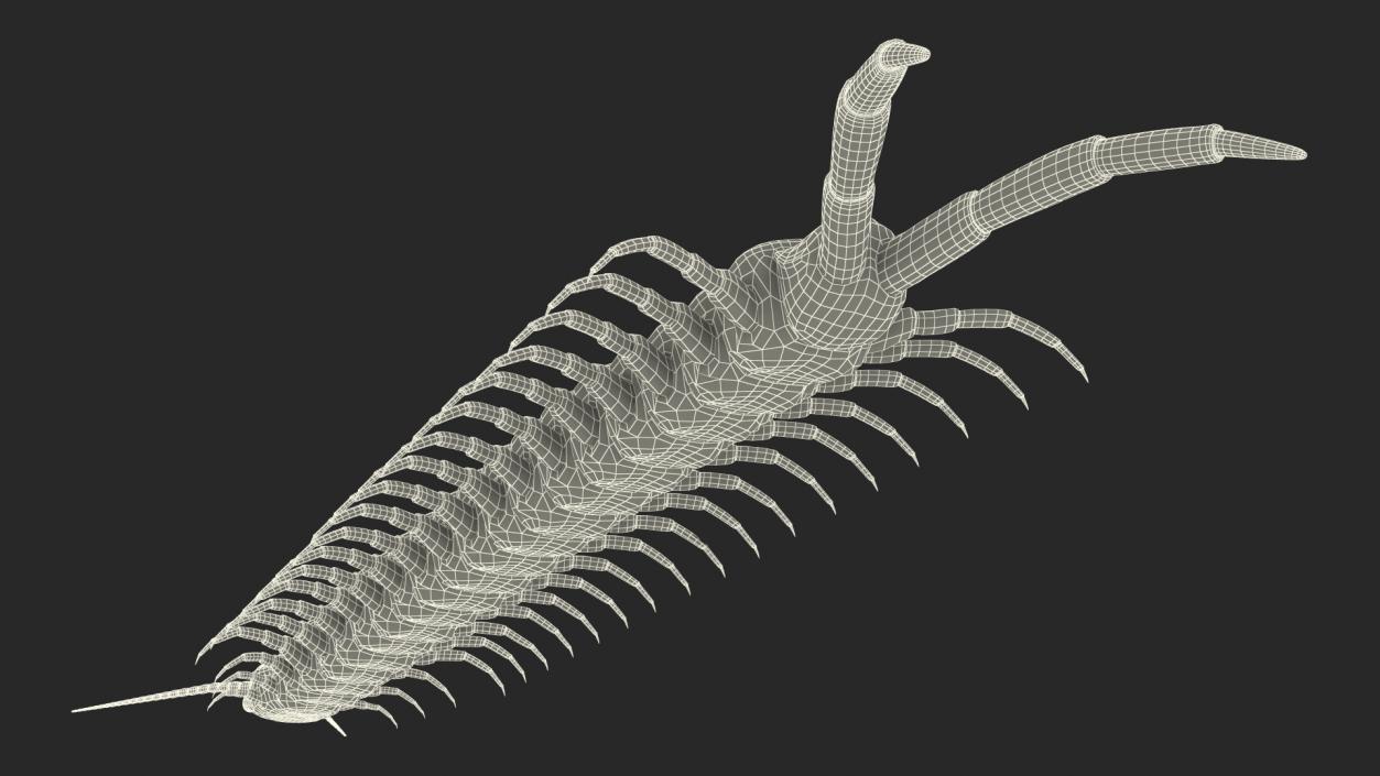 Giant Desert Centipede Rigged 3D model