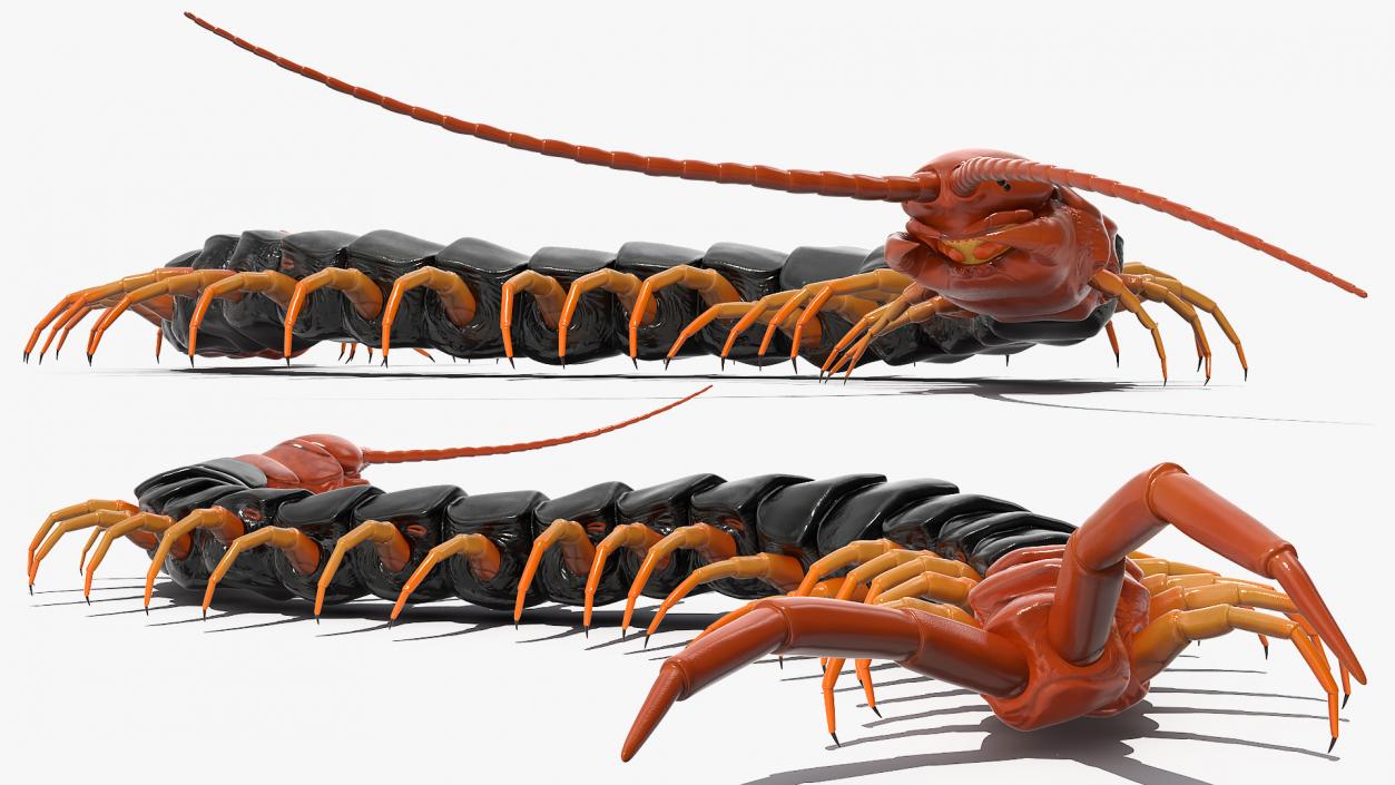 Giant Desert Centipede Rigged 3D model