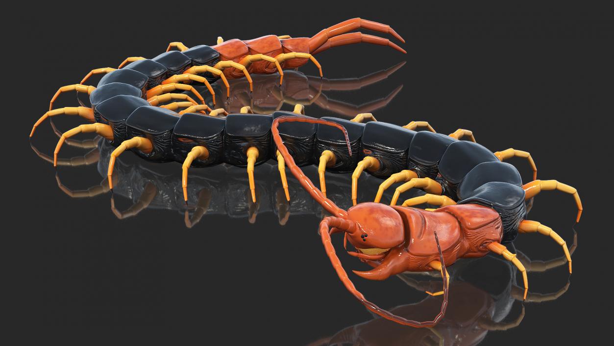 Giant Desert Centipede Rigged 3D model