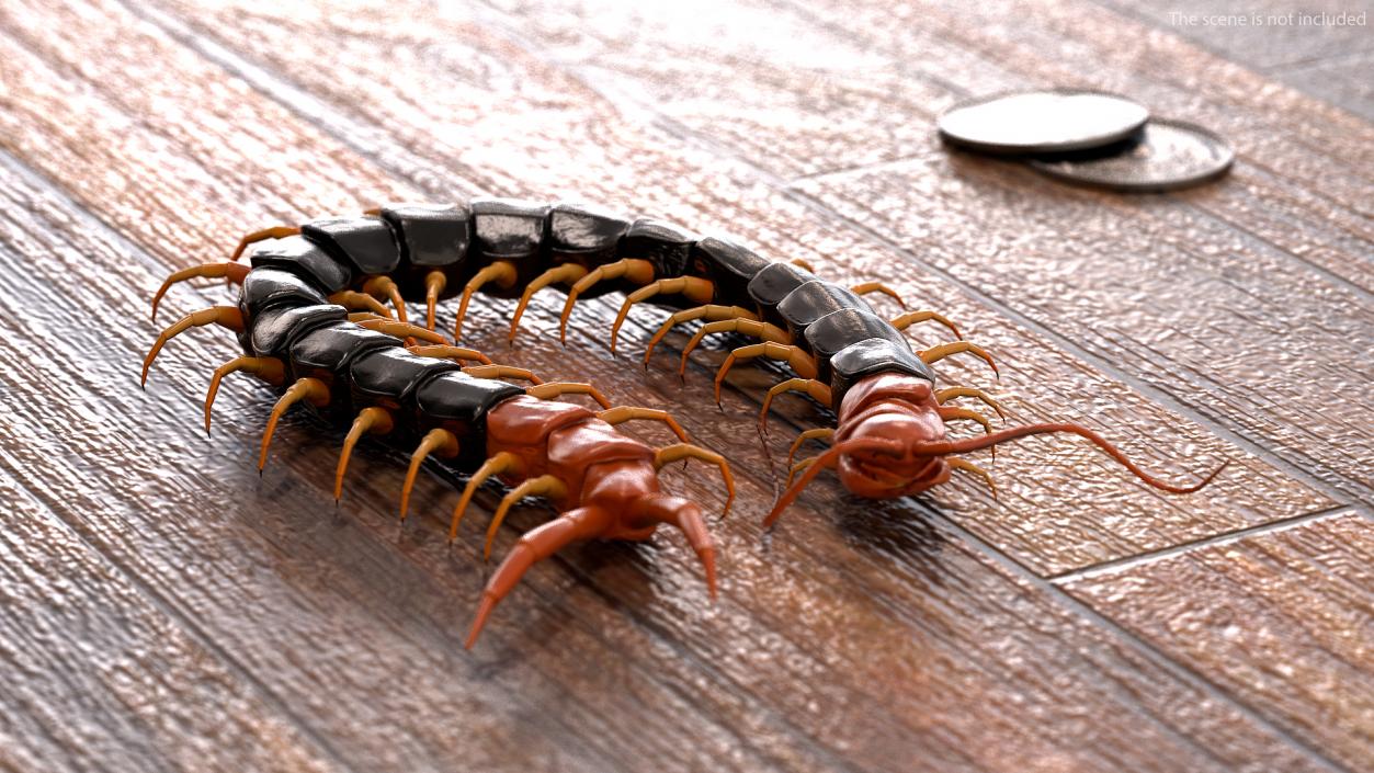 Giant Desert Centipede Rigged 3D model