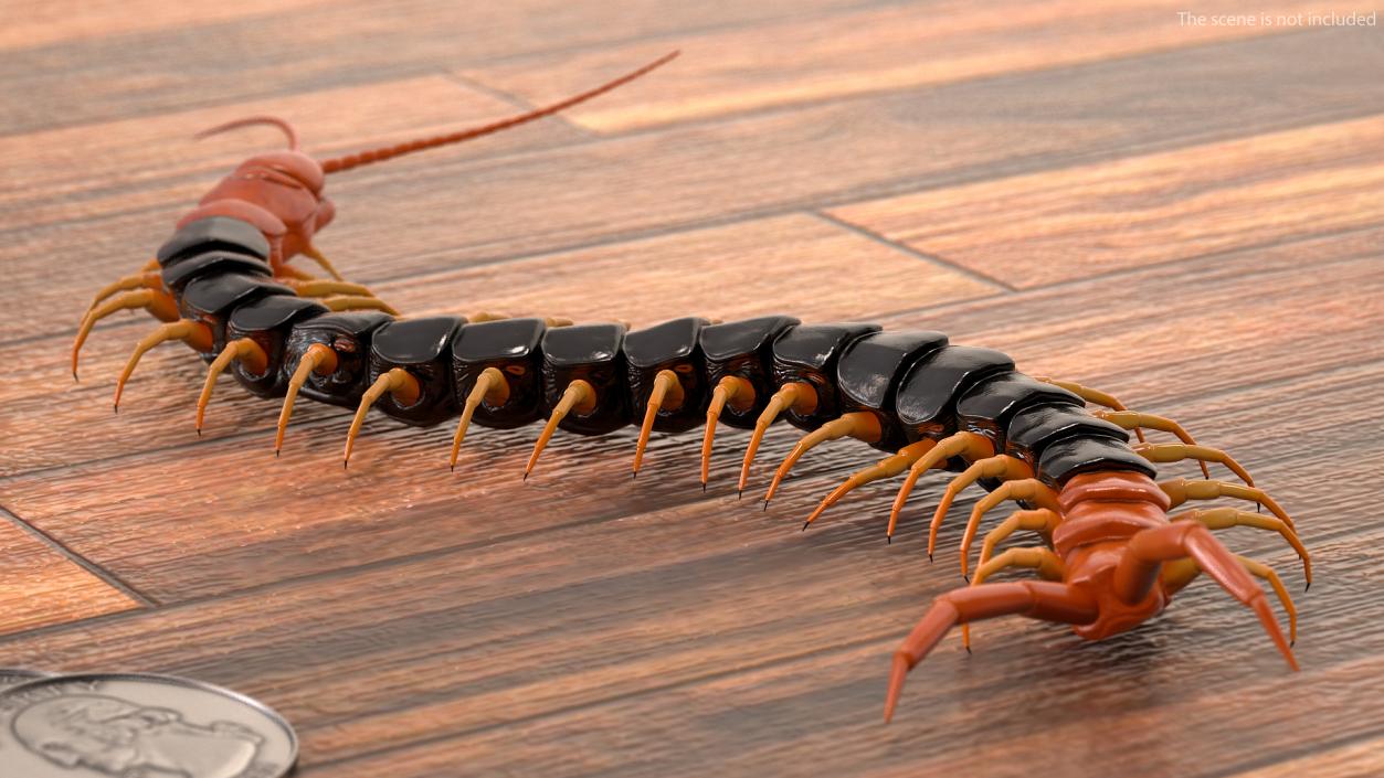 Giant Desert Centipede Rigged 3D model