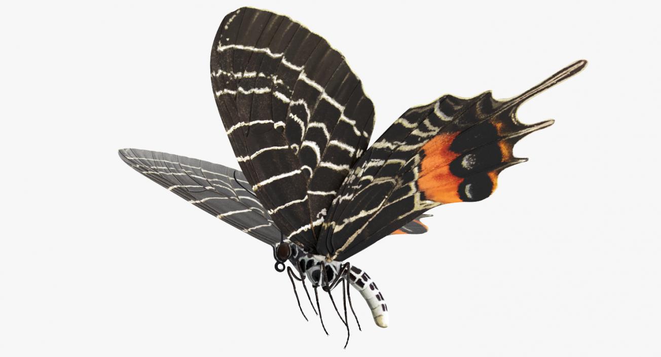 3D Bhutanitis Lidderdalii or Bhutan Glory Butterfly model