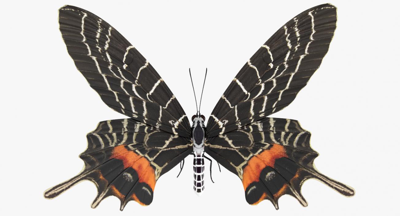 3D Bhutanitis Lidderdalii or Bhutan Glory Butterfly model