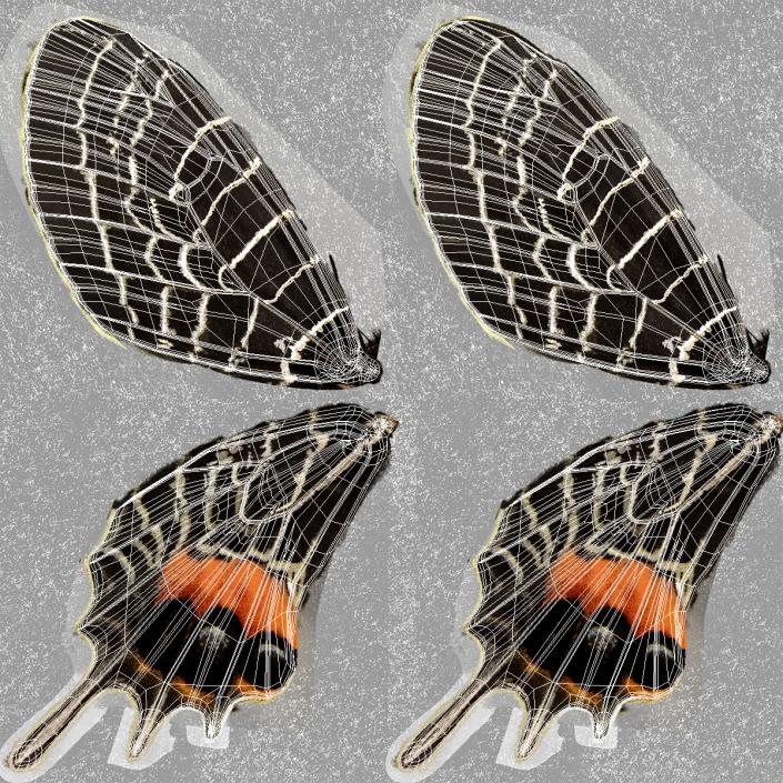 3D Bhutanitis Lidderdalii or Bhutan Glory Butterfly model