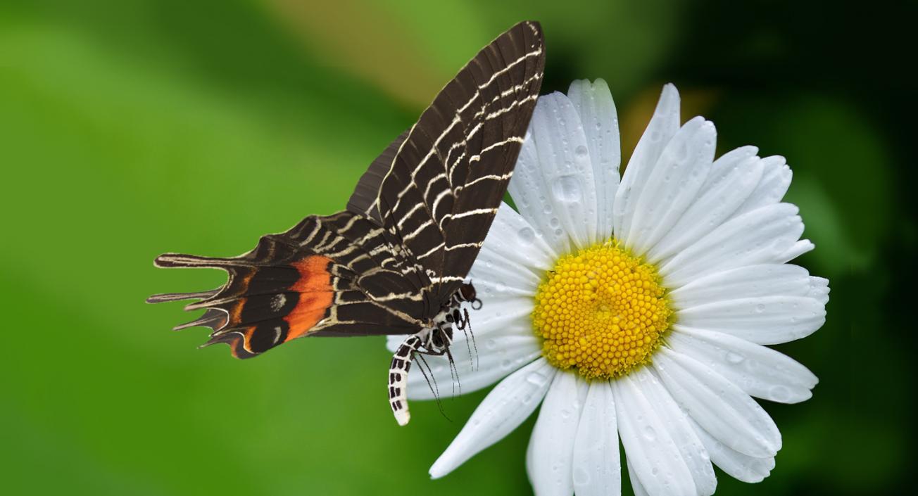 3D Bhutanitis Lidderdalii or Bhutan Glory Butterfly model