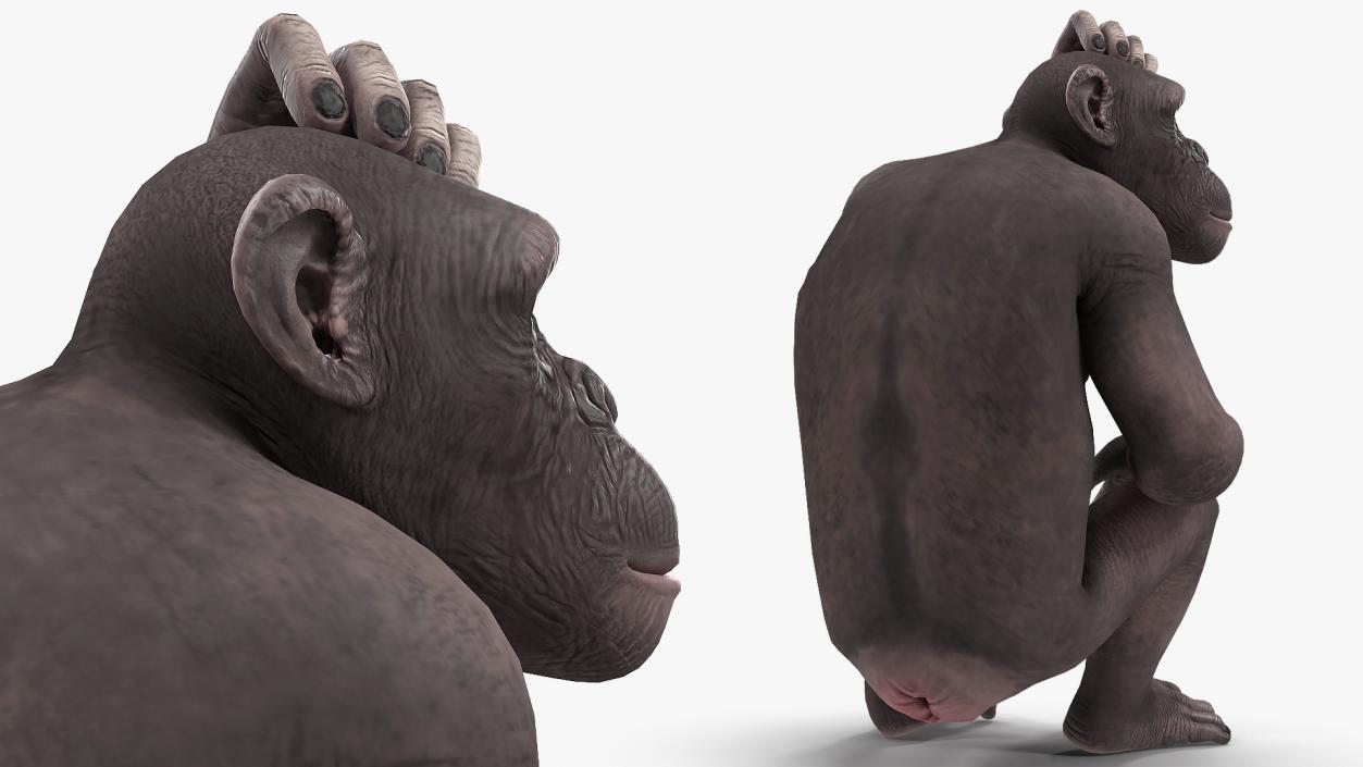 3D Dark Chimpanzee Sitting model