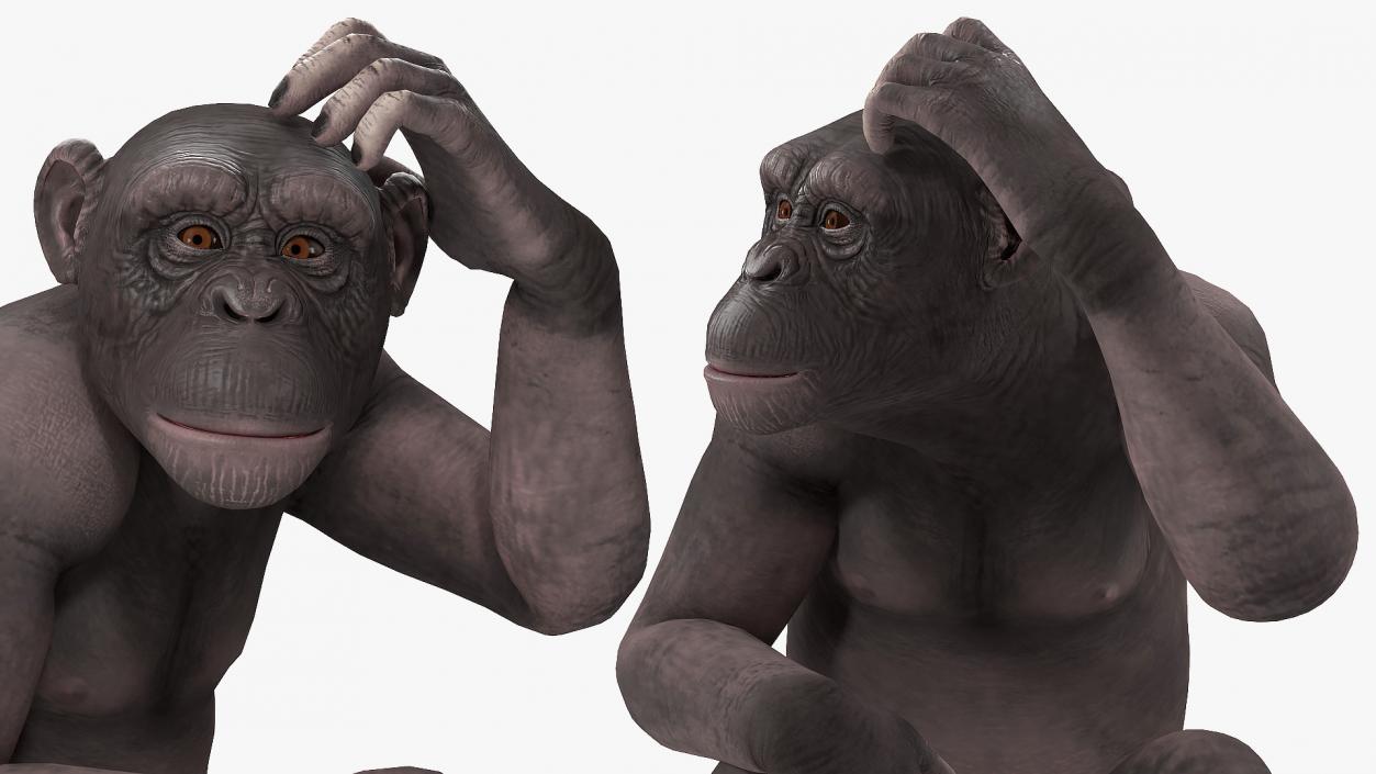 3D Dark Chimpanzee Sitting model