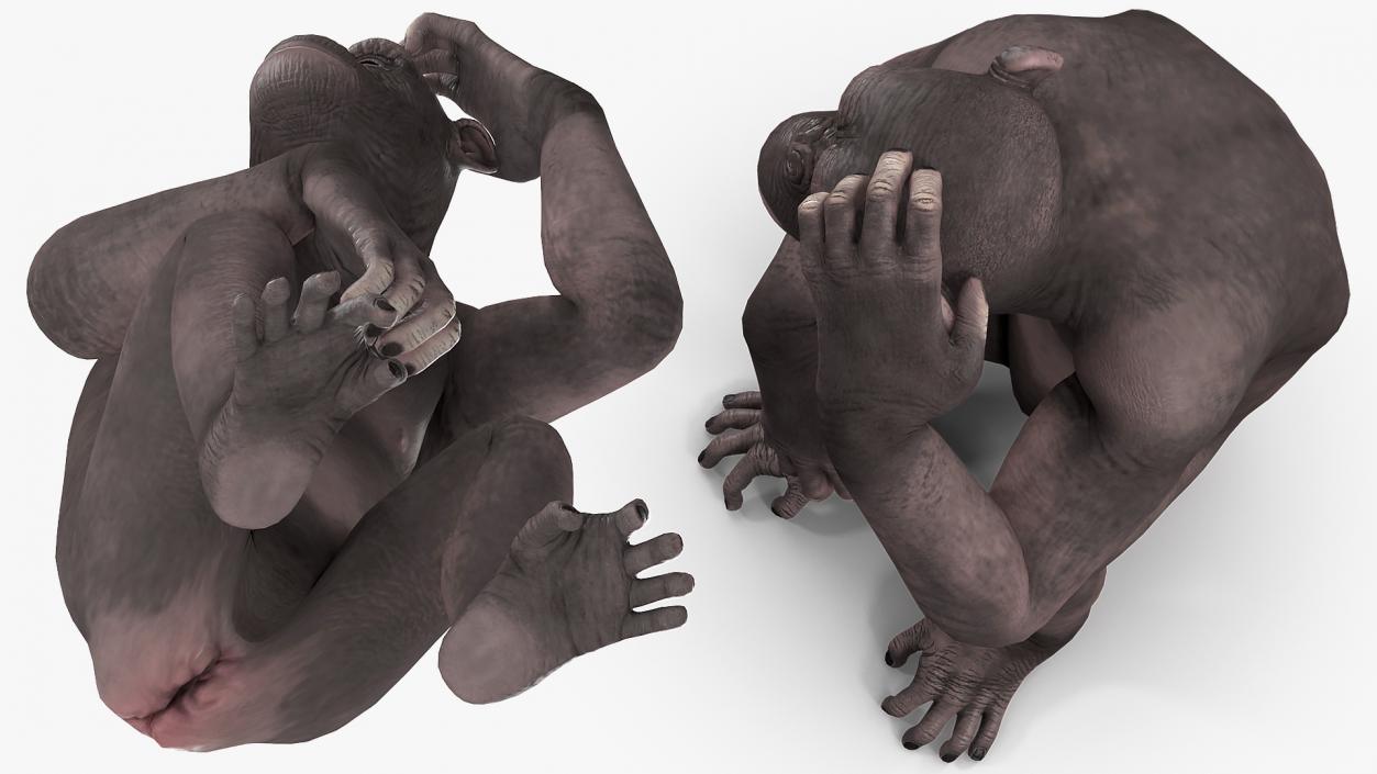 3D Dark Chimpanzee Sitting model