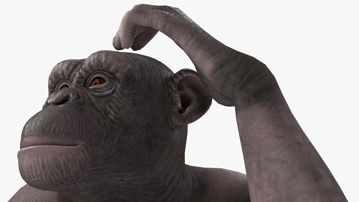 3D Dark Chimpanzee Sitting model