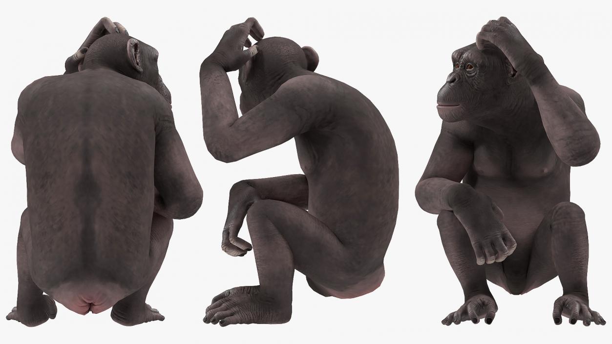 3D Dark Chimpanzee Sitting model