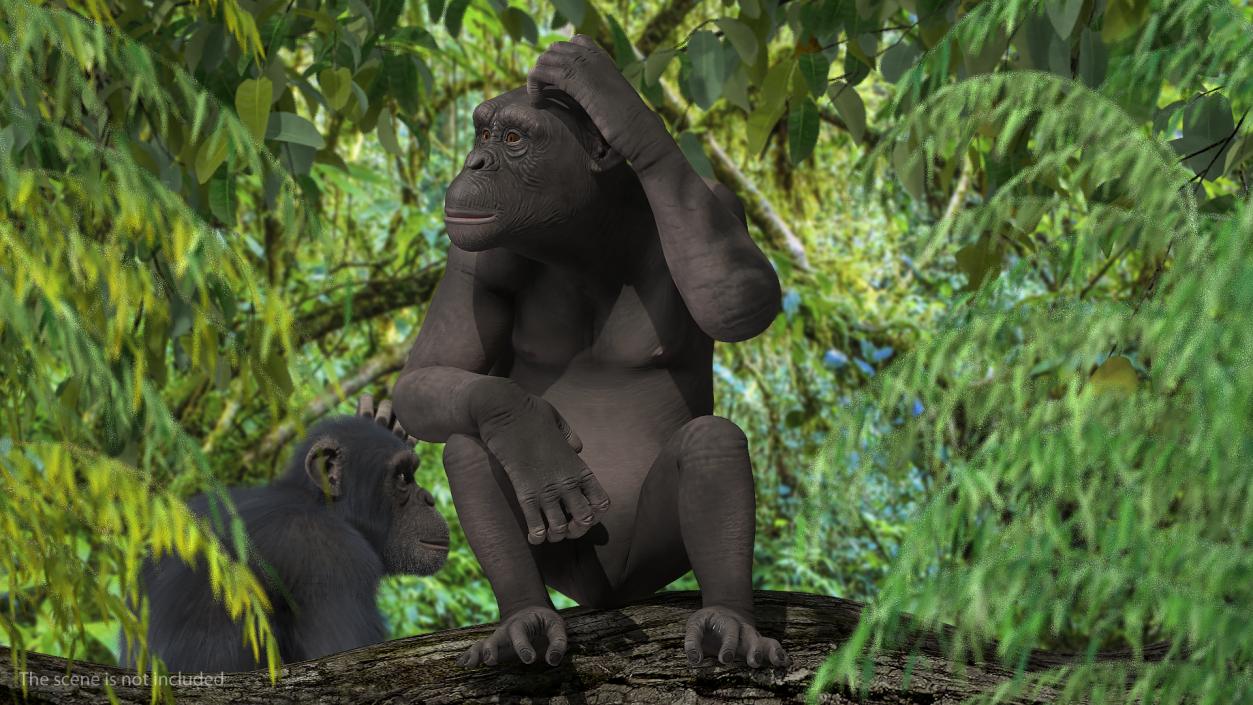 3D Dark Chimpanzee Sitting model